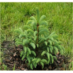 nasiona Świerk gruboigłowy szt.5 Flxx12